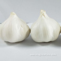 Hot Sale Fresh 5.5cm White Garlic